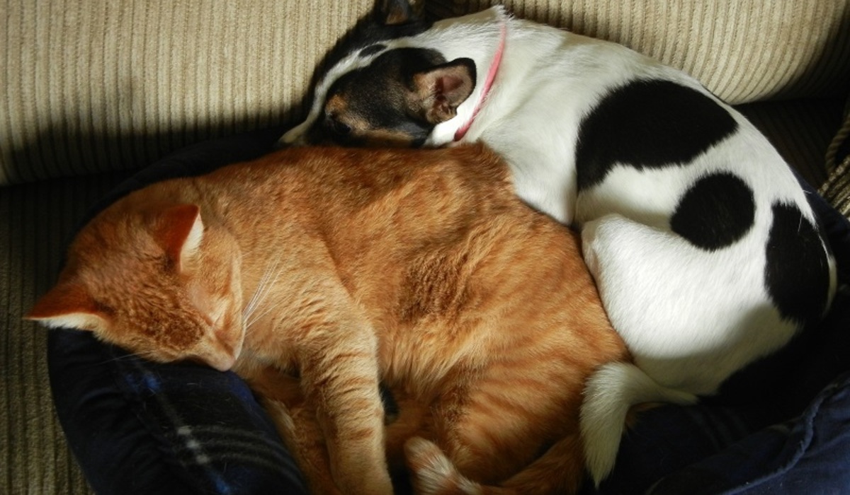 Cuddling cousins