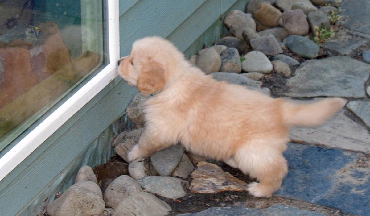Let me in!