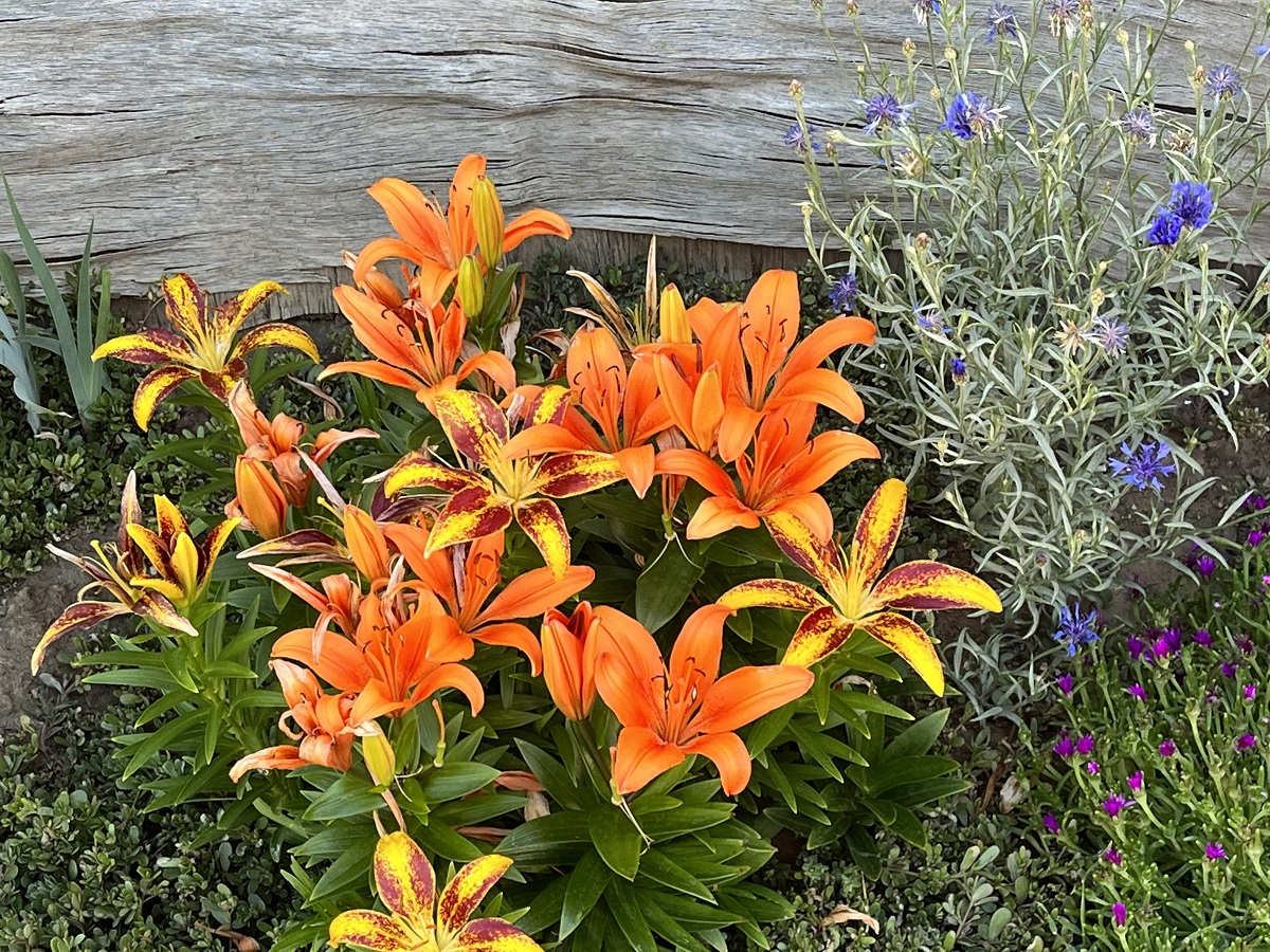 Garden's elegance