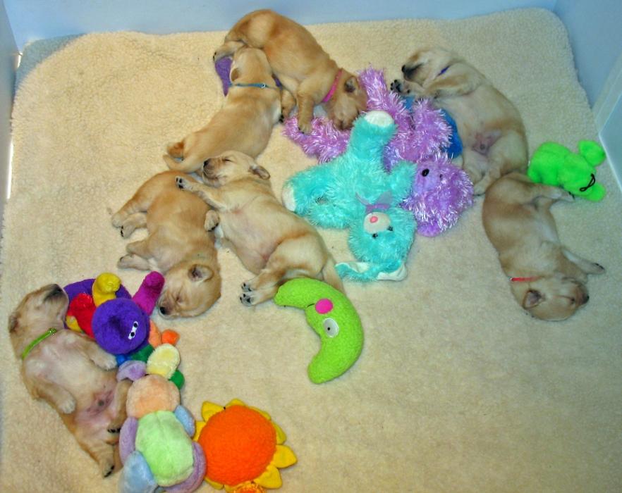trillspups.jpg