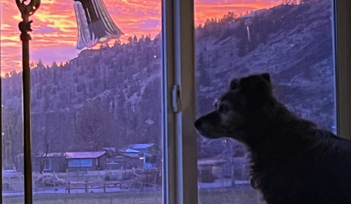 daphne-window