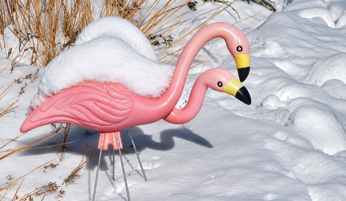 thepetflamingos